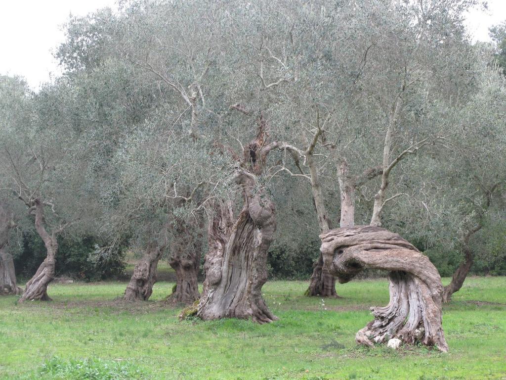 Tenuta Sant'Andrea Giuggianello Bagian luar foto